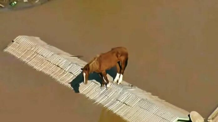 VIDEO Caballo queda atrapado en el techo de una casa, en medio de las inundaciones en Brasil