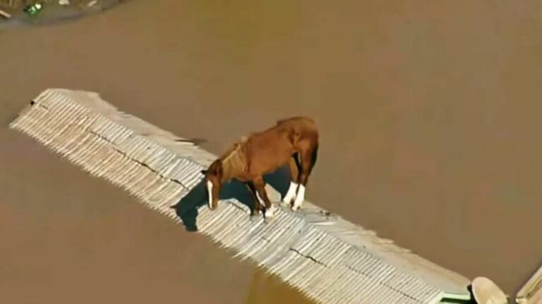 VIDEO: Caballo queda atrapado en el techo de una casa, en medio de las inundaciones en Brasil