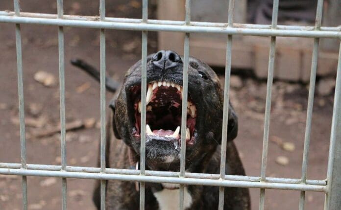 Arrestan a hombre por usar gatos como “cebo” para entrenar a su pitbull de pelea
