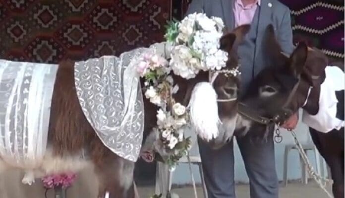 Casan a dos burros para concienciar del riesgo de extinción de estos animales