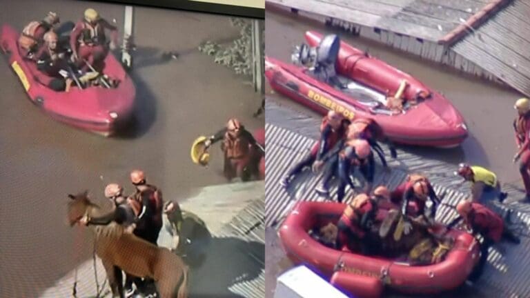 VIDEO: Rescatan a caballo atrapado en el techo de una casa, en medio de inundaciones en Brasil
