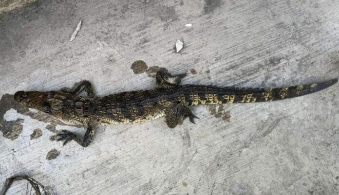 Un caimán asustó a una familia de Monterrey, Nuevo León, la cual vio cómo el lagarto apareció en el patio de su vivienda.