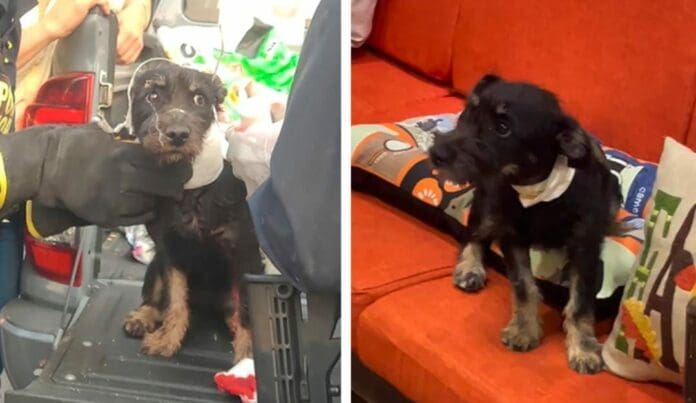 Una perrita que fue herida al intentar defender a su dueño sobrevivió al ataque. Ahora le buscan una familia.