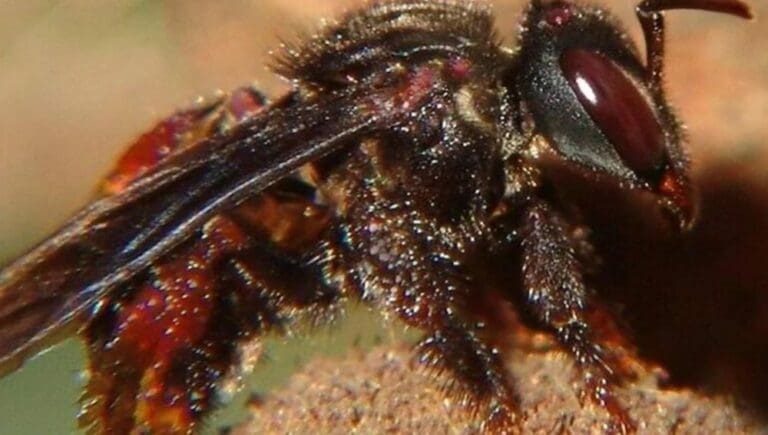 Enjambre de abejas "come carne" mata a una mujer que cortaba leña en su casa