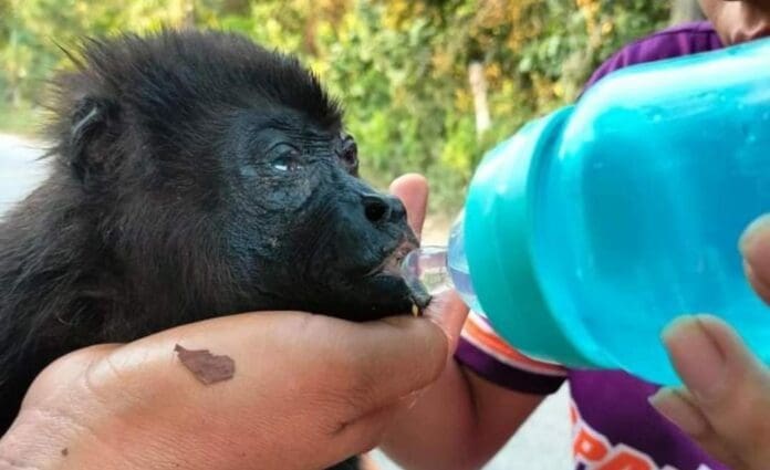 La fuerte ola de calor que afecta a Tabasco, Chiapas y otros estados ha provocado la muerte de más de 70 monos aulladores.