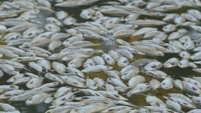 Reportan miles de peces muertos por altas temperaturas en Tabasco