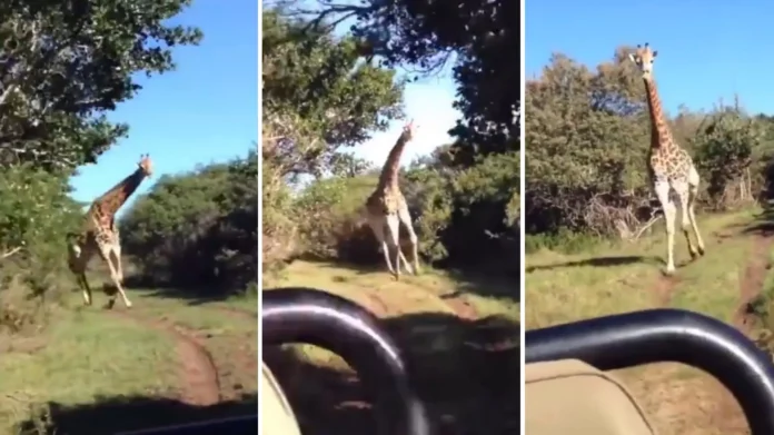 Jirafa furiosa persigue a turistas en un safari y los aterroriza