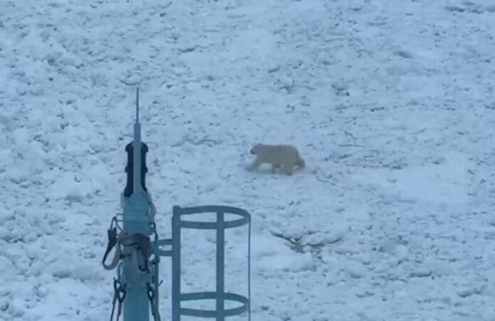 Video: Un oso polar obliga a parar a un rompehielos ruso en el Ártico