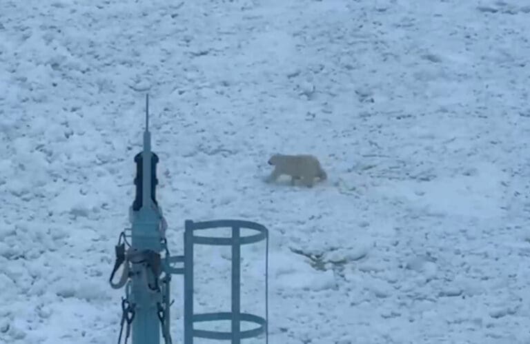 Video: Un oso polar obliga a parar a un rompehielos ruso en el Ártico