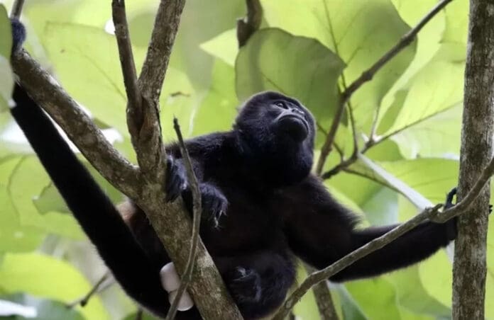 Aumenta a 157 la cantidad de monos aulladores muertos en Tabasco y Chiapas