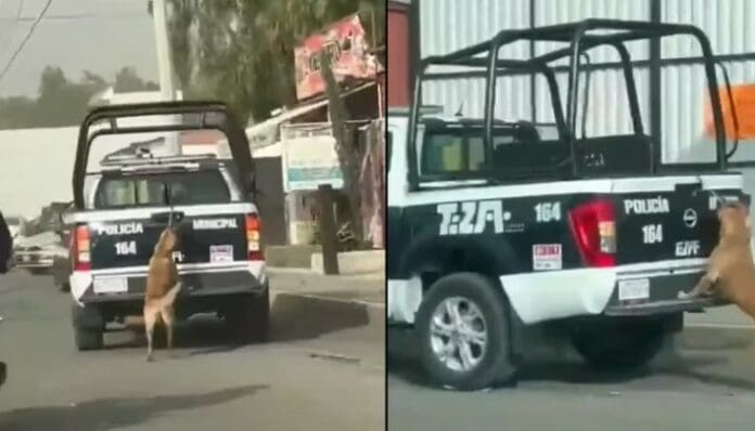 Video: Acusan a policías de arrastrar a perrita atada a una patrulla en Hidalgo
