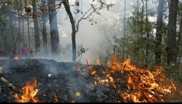 Hasta seis incendios se combaten en Playa del Carmen de manera paralela. Los tres niveles de gobierno trabajan de manera conjunta.