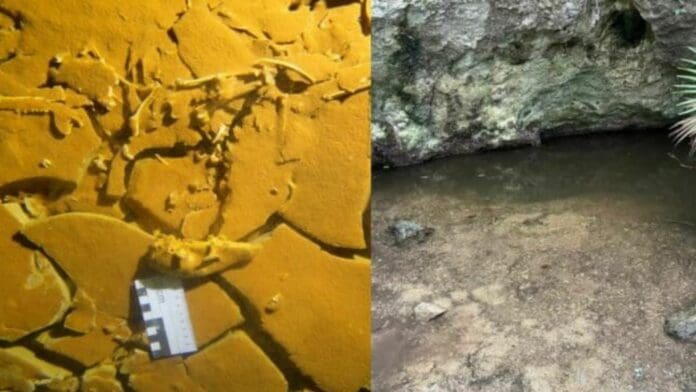 Buzos extranjeros hallan fósil dentro de un cenote en Cozumel; podría ser un mapache del pleistoceno
