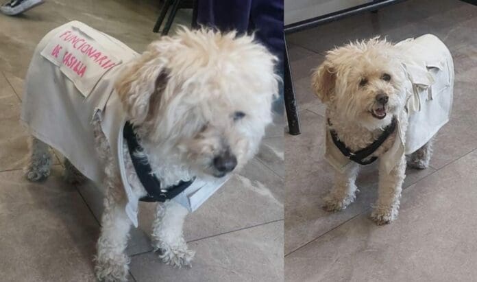 Una perrita se ha vuelto sensación en redes sociales luego que fuera captada siendo funcionaria de casilla en la ciudad de Puebla.