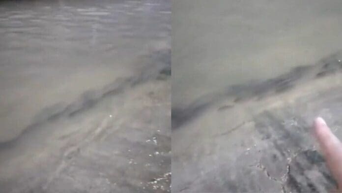 VIDEO: Captan peces nadando en calles de Chetumal luego que laguna se desbordara