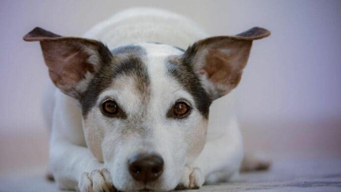 Kilo verde y croquetón se realizará el 21 de junio en Playa del Carmen