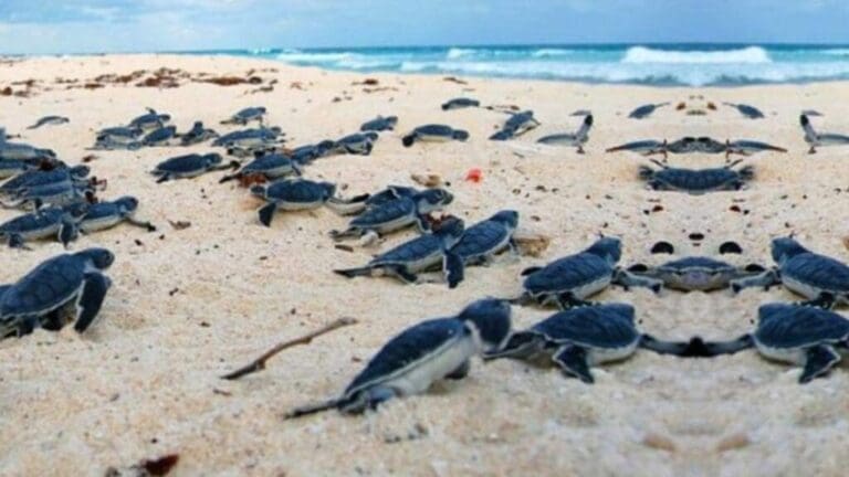 Ambientalistas continuarán con movilizaciones para proteger a las tortugas marinas en Playa Paraíso