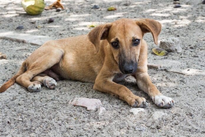 Un perrito murió de deshidratación en Playa del Carmen luego de que su familia lo dejara en el patio de su vivienda para irse de viaje.