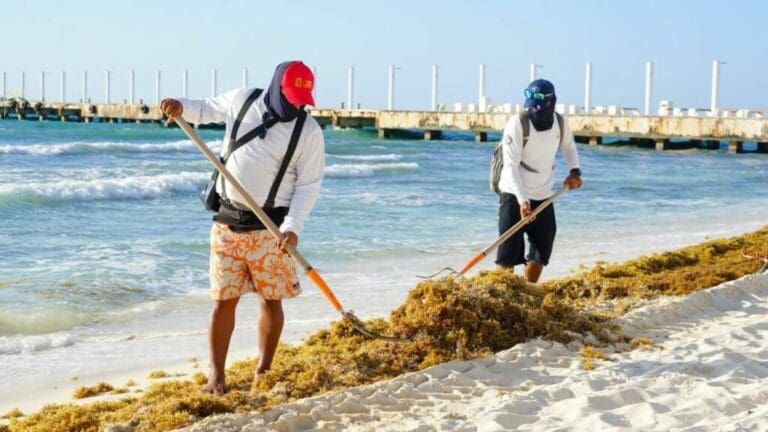 Solidaridad mantiene playas atractivas en plena temporada de sargazo