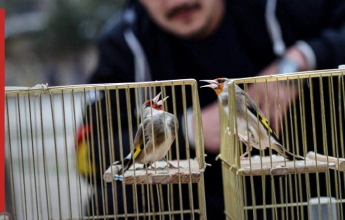 Concurso de canto de pájaros reúne a cientos de personas en Afganistán