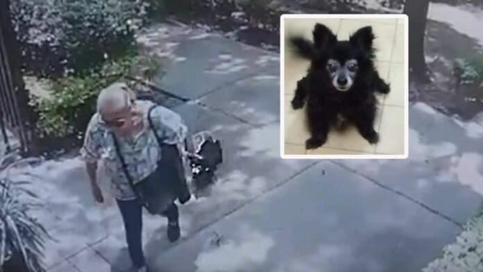 VIDEO: Mujer se robó a la perrita de sus vecinos, la mató y la enterró en su jardín