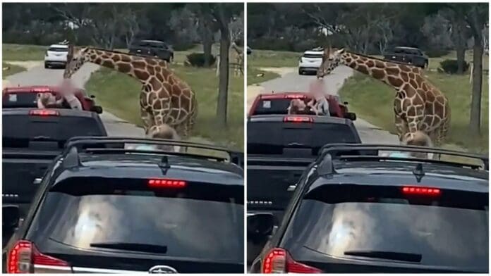Una jirafa hambrienta saca a una niña de una camioneta de un safari