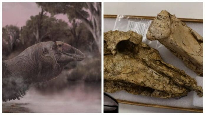 Hallan en Australia el cráneo de un ganso prehistórico gigante