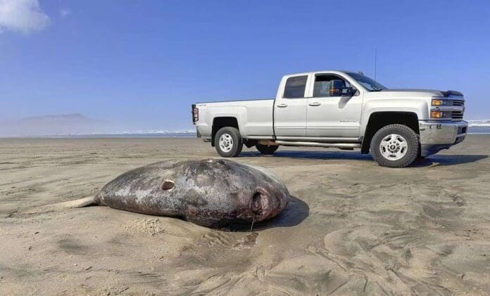 Pez luna embaucador de dos metros sorprende en costa de Oregón