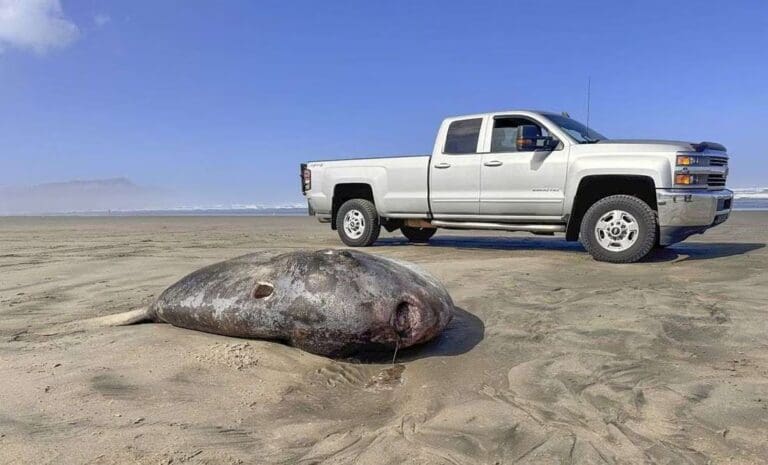 Pez luna embaucador de dos metros sorprende en costa de Oregón