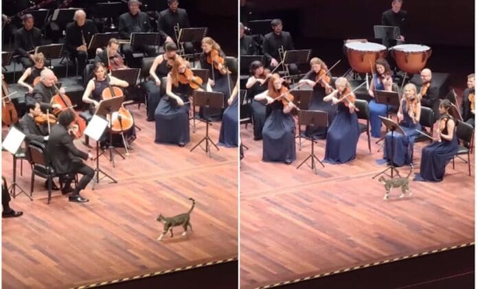 VIDEO Gatito se roba el show durante concierto de música clásica en Turquía