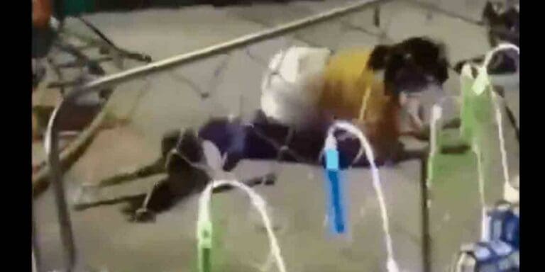 VIDEO: Madre e hijo salen volando de juego mecánico al que se le salió una tuerca