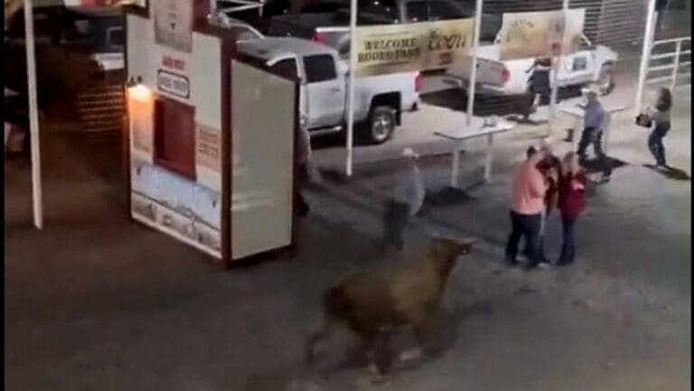 Toro de rodeo salta una valla y hiere a 3 personas