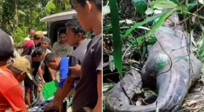 Farida, una mujer de 45 años y madre de cuatro, fue hallada dentro de una pitón de alrededor de cinco metros de largo.