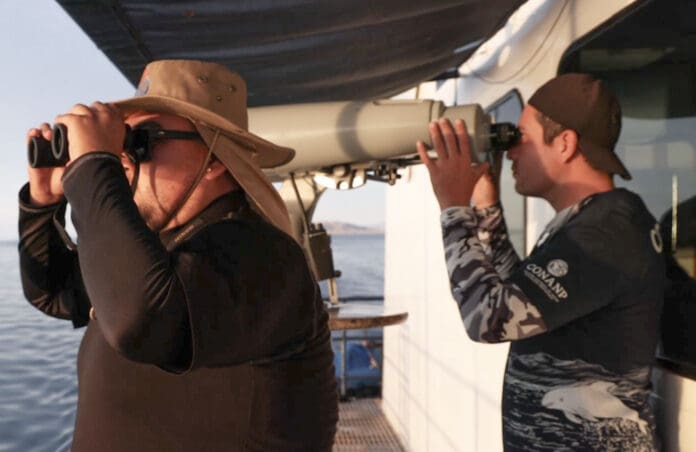 Avistan nueve vaquitas marinas este año en México, cuatro menos que en 2023