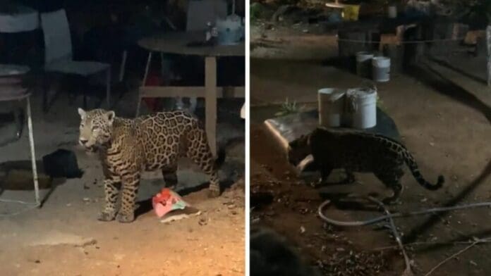 VIDEO: Captan un jaguar en patio de casa en Cancún