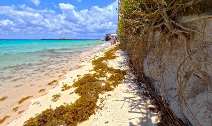 El calor está ocasionando que llegue más sargazo a Playa del Carmen. La marea alta dificulta que se puedan limpiar los arenales.