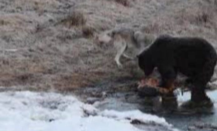VIDEO: Captan a un lobo rogándole por algo de comida a un oso Grizzly