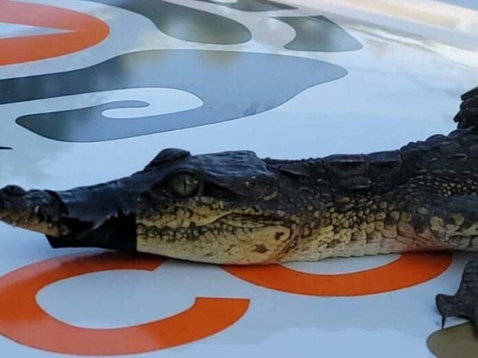 Cocodrilo se mete a departamento en Monterrey, Nuevo León