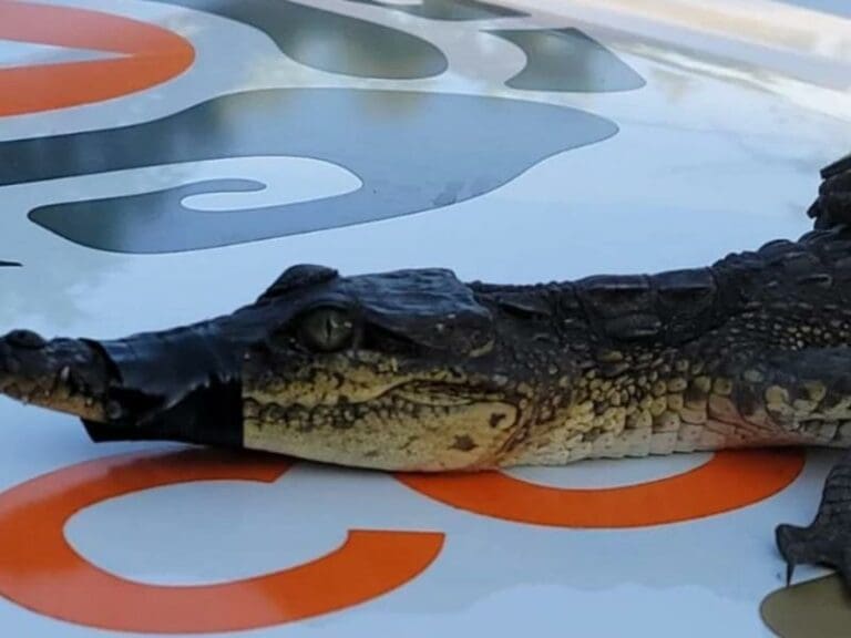 Cocodrilo se mete a departamento en Monterrey, Nuevo León