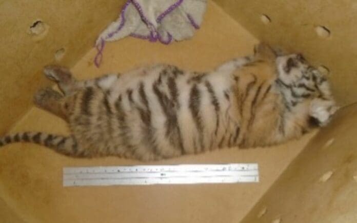 Seguridad Pública asegura cachorro de tigre de bengala en retén de Quintana Roo