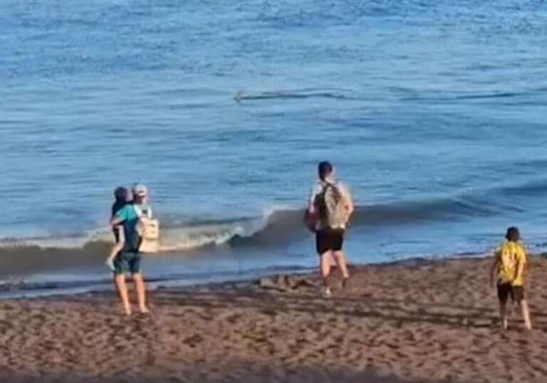 Video: Un tiburón causó pánico en una playa de España