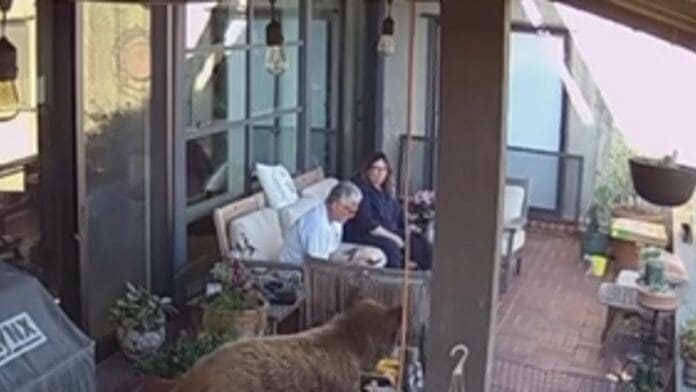VIDEO: Mujer se vuelve viral por salvar a su perro de un oso antes que a su marido