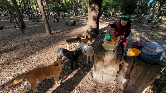 Asesino serial de perros: Hallan a otro perrito muerto en Bosque Nativitas de CDMX