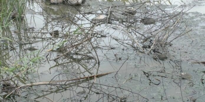 Denuncia empresario la muerte de los manglares de la zona norte de Cozumel a causa del cárcamo de San Miguelito