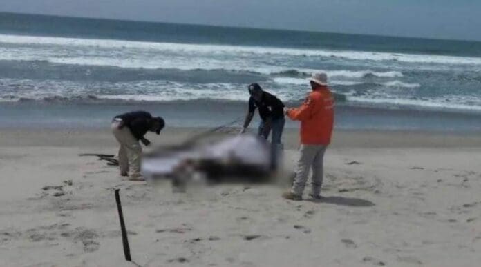 La Fiscalía de Oaxaca (FGEO) inició una carpeta de investigación por el delito de homicidio, tras el hallazgo de tres cuerpos.