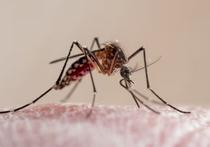 Advierten que se han diagnosticado casi 15 mil casos de dengue en México este año