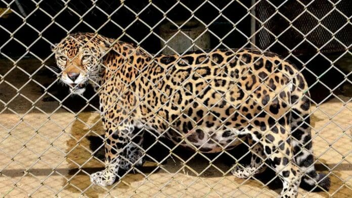 Jaguar escapa de su jaula en bioparque y mata de una mordida en el cuello a su cuidador