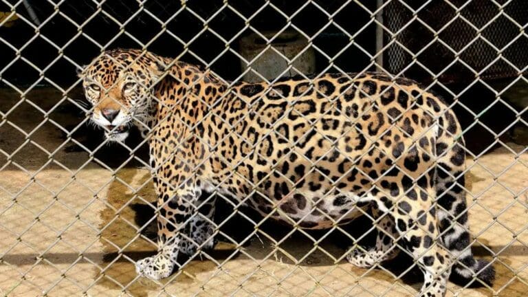 Jaguar escapa de su jaula en bioparque y mata de una mordida en el cuello a su cuidador