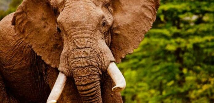 Video: Entrenador murió tras ser aplastado por enorme elefante en un safari en la India