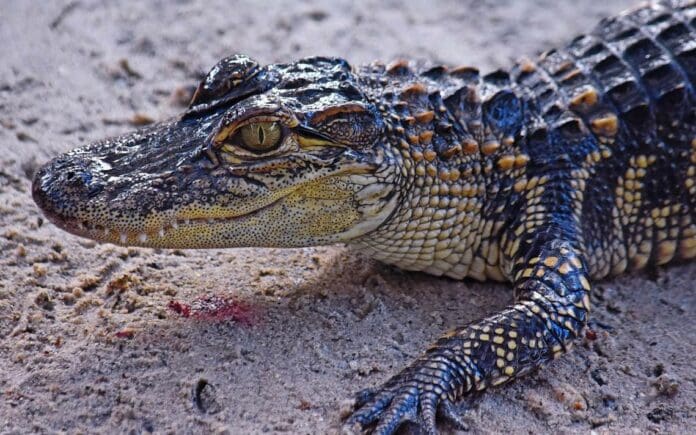 Capturan a cocodrilo en zona popular de Cancún